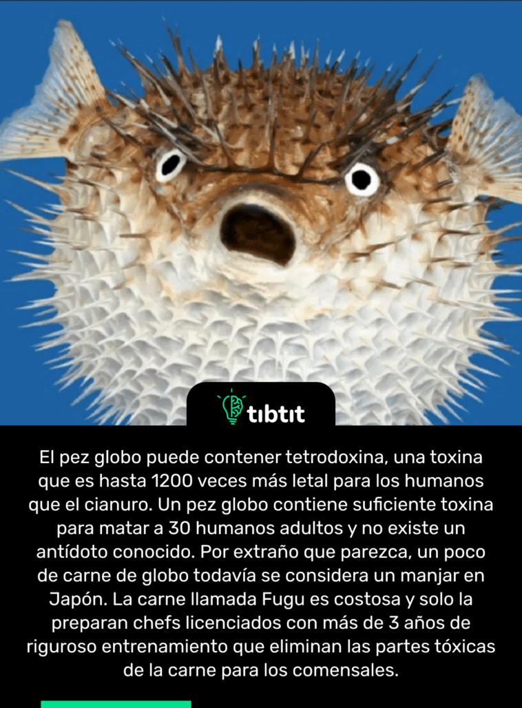 Sabías que El pez globo puede contener tetrodoxina Curiosidades