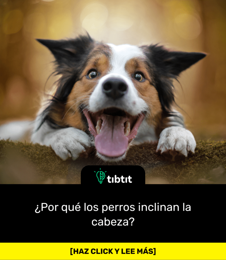 Sabías que Por qué los perros inclinan la cabeza Curiosidades