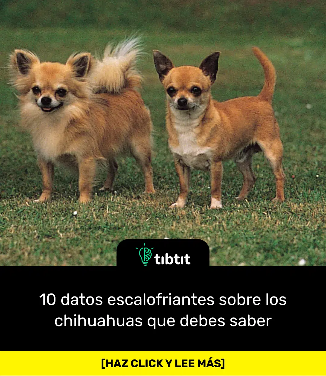 Sabías que 10 datos escalofriantes sobre los chihuahuas que debes