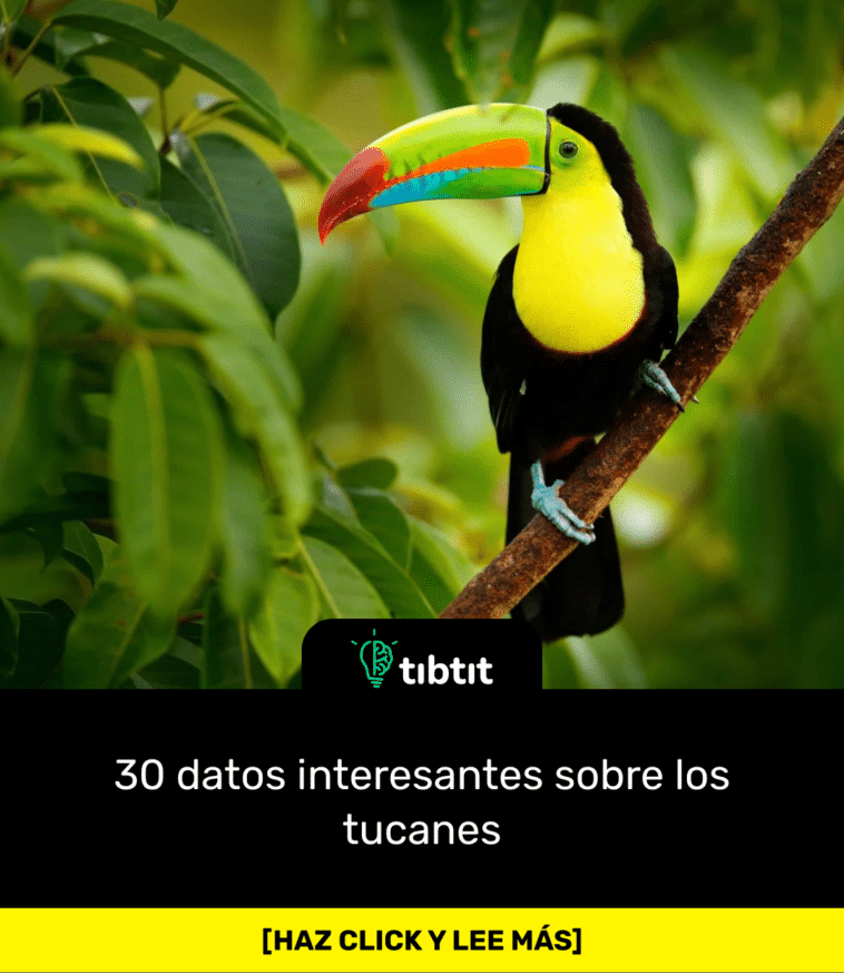 Sab As Que Datos Interesantes Sobre Los Tucanes Curiosidades