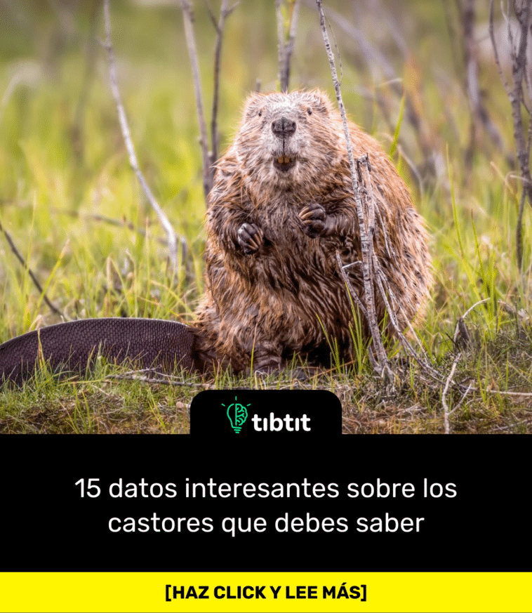 Sab As Que Datos Interesantes Sobre Los Castores Que Debes Saber