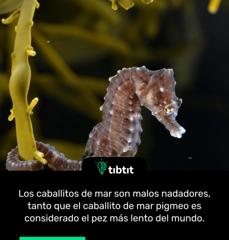 Sab As Que Los Caballitos De Mar Son Malos Nadadores Curiosidades