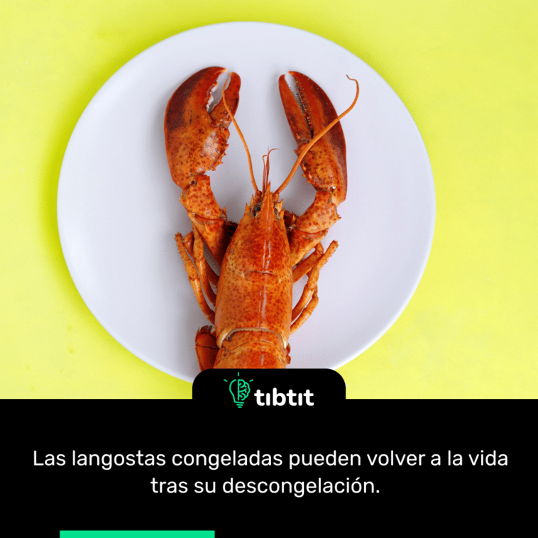 Las  congeladas pueden volver a la vida tras su descongelación.