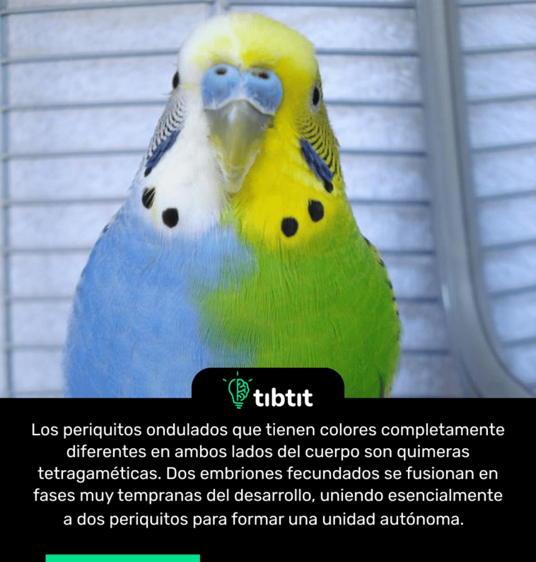 Los periquitos ondulados que tienen colores completamente diferentes en ambos lados del cuerpo son quimeras tetragaméticas. Dos embriones fecundados se fusionan en fases muy tempranas del desarrollo, uniendo esencialmente a dos periquitos para formar una unidad autónoma.