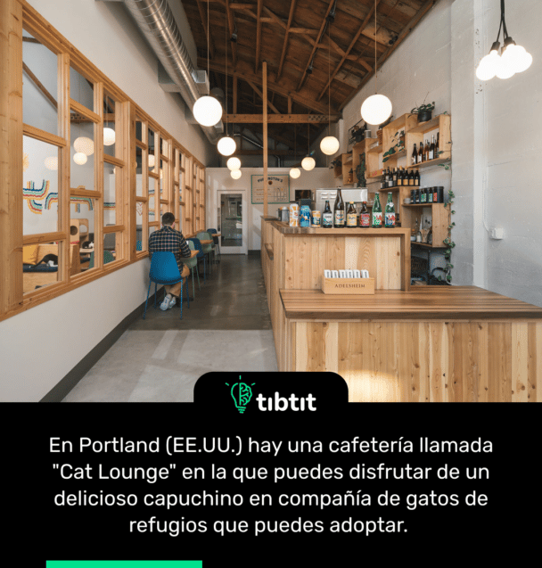 En Portland (EE.UU.) hay una cafetería llamada "Cat Lounge" en la que puedes disfrutar de un delicioso capuchino en compañía de gatos de refugios que puedes adoptar.