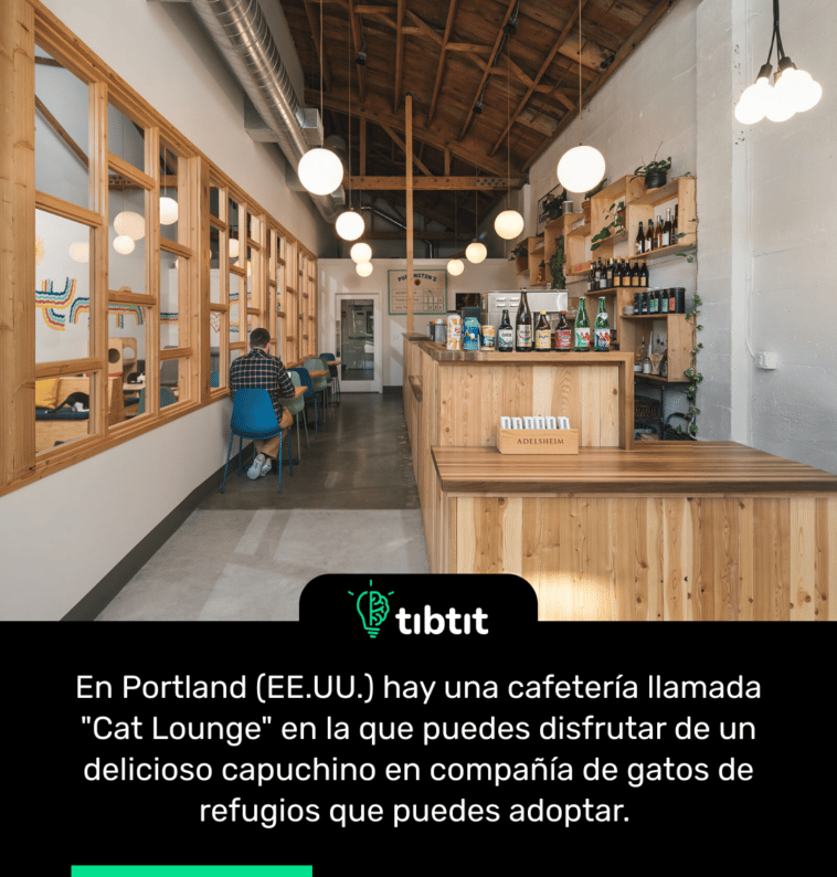 En Portland (EE.UU.) hay una cafetería llamada "Cat Lounge" en la que puedes disfrutar de un delicioso capuchino en compañía de gatos de refugios que puedes adoptar.