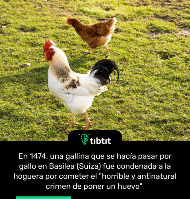 En 1474, una gallina que se hacía pasar por gallo en Basilea (Suiza) fue condenada a la hoguera por cometer el "horrible y antinatural crimen de poner un huevo"