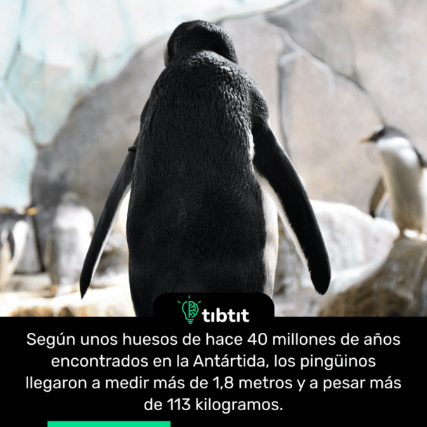 Según unos huesos de hace 40 millones de años encontrados en la Antártida, los pingüinos llegaron a medir más de 1,8 metros y a pesar más de 113 kilogramos.