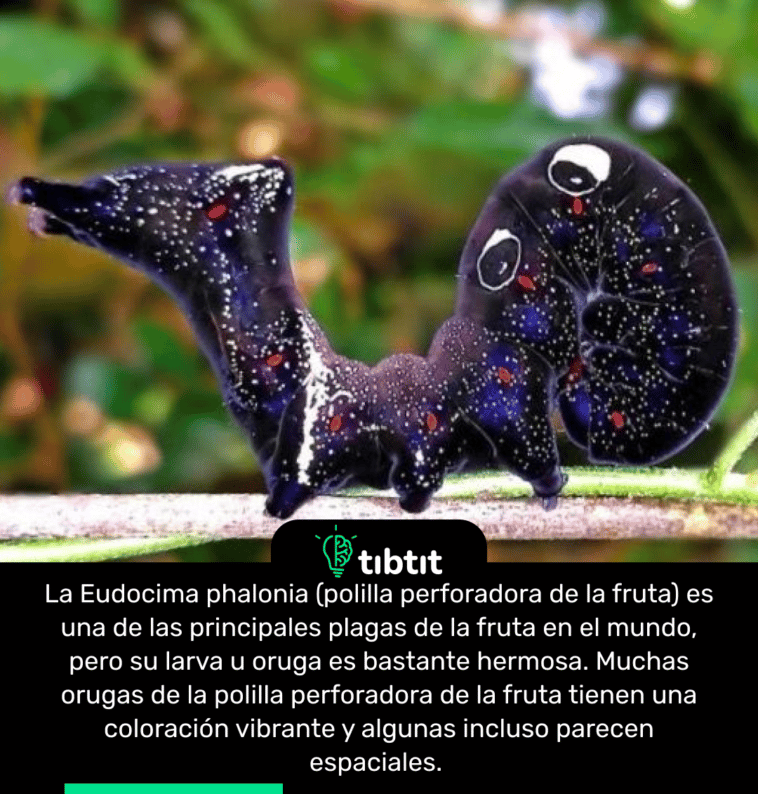La Eudocima phalonia (polilla perforadora de la fruta) es una de las principales plagas de la fruta en el mundo, pero su larva u oruga es bastante hermosa. Muchas orugas de la polilla perforadora de la fruta tienen una coloración vibrante y algunas incluso parecen espaciales.
