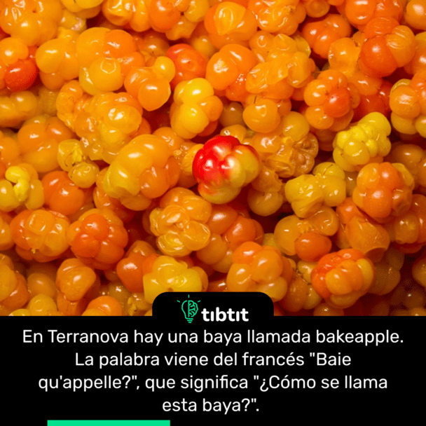 En Terranova hay una baya llamada bakeapple. La palabra viene del francés "Baie qu'appelle?", que significa "¿Cómo se llama esta baya?".