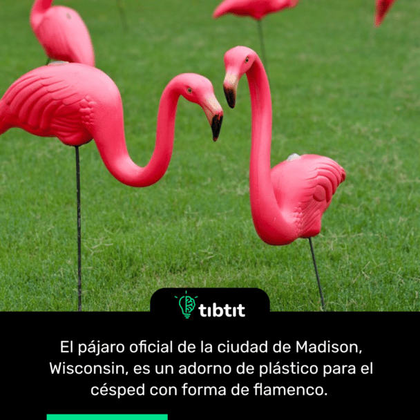 El pájaro oficial de la ciudad de Madison, Wisconsin, es un adorno de plástico para el césped con forma de flamenco.
