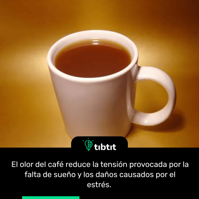 El olor del café reduce la tensión provocada por la falta de sueño y los daños causados por el estrés.