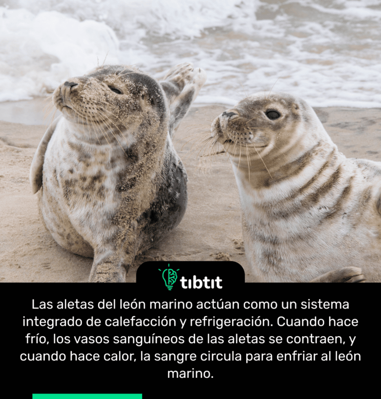 Las aletas del león marino actúan como un sistema integrado de calefacción y refrigeración. Cuando hace frío, los vasos sanguíneos de las aletas se contraen, y cuando hace calor, la sangre circula para enfriar al león marino.