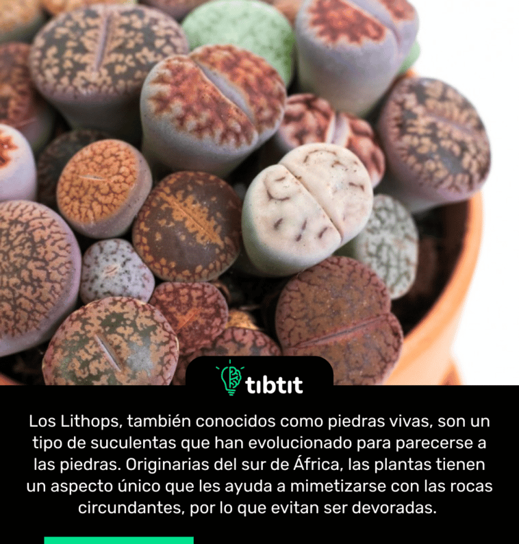 Los Lithops, también conocidos como piedras vivas, son un tipo de suculentas que han evolucionado para parecerse a las piedras. Originarias del sur de África, las plantas tienen un aspecto único que les ayuda a mimetizarse con las rocas circundantes, por lo que evitan ser devoradas.