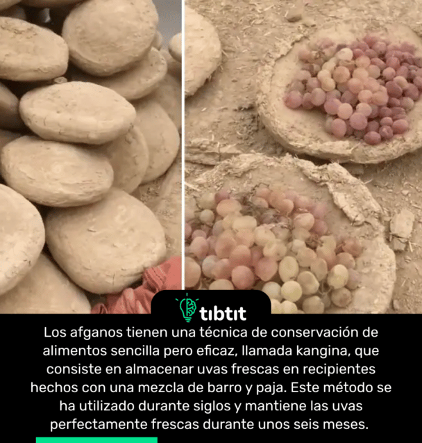 Los afganos tienen una técnica de conservación de alimentos sencilla pero eficaz, llamada kangina, que consiste en almacenar uvas frescas en recipientes hechos con una mezcla de barro y paja. Este método se ha utilizado durante siglos y mantiene las uvas perfectamente frescas durante unos seis meses.