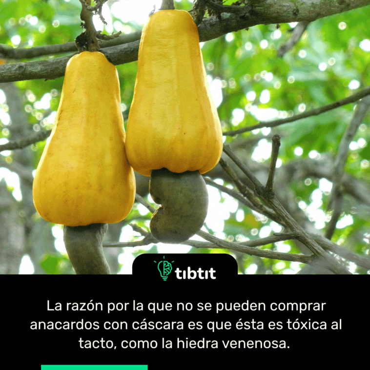 La razón por la que no se pueden comprar anacardos con cáscara es que ésta es tóxica al tacto, como la hiedra venenosa.
