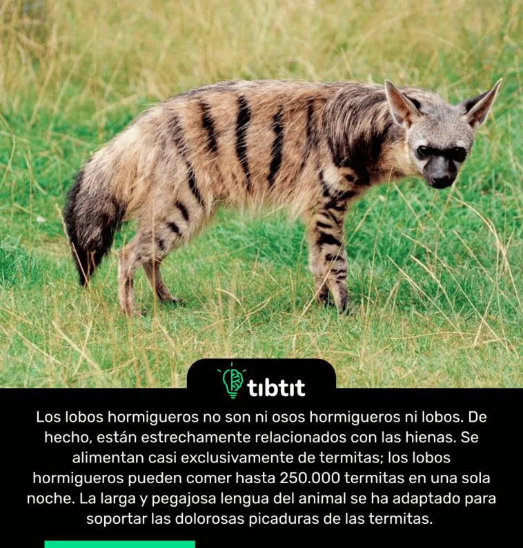 Los lobos hormigueros no son ni osos hormigueros ni lobos. De hecho, están estrechamente relacionados con las hienas. Se alimentan casi exclusivamente de termitas; los lobos hormigueros pueden comer hasta 250.000 termitas en una sola noche. La larga y pegajosa lengua del animal se ha adaptado para soportar las dolorosas picaduras de las termitas.