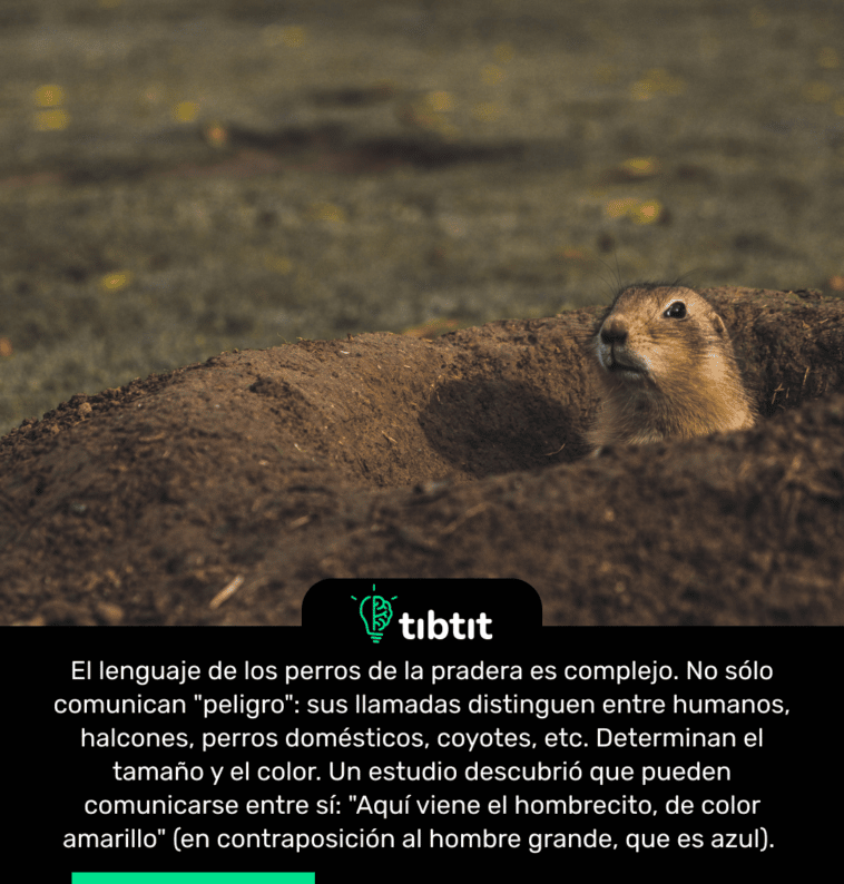 El lenguaje de los perros de la pradera es complejo. No sólo comunican "peligro": sus llamadas distinguen entre humanos, halcones, perros domésticos, coyotes, etc. Determinan el tamaño y el color. Un estudio descubrió que pueden comunicarse entre sí: "Aquí viene el hombrecito, de color amarillo" (en contraposición al hombre grande, que es azul).