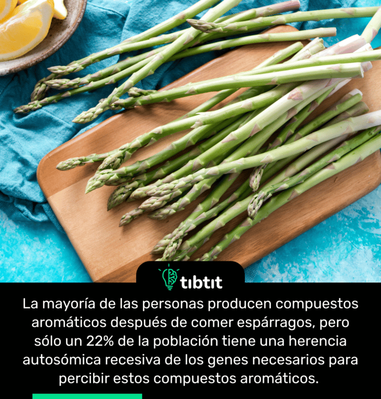 La mayoría de las personas producen compuestos aromáticos después de comer espárragos, pero sólo un 22% de la población tiene una herencia autosómica recesiva de los genes necesarios para percibir estos compuestos aromáticos.