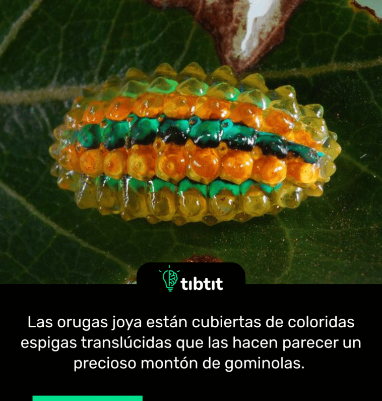 Las orugas joya están cubiertas de coloridas espigas translúcidas que las hacen parecer un precioso montón de gominolas.