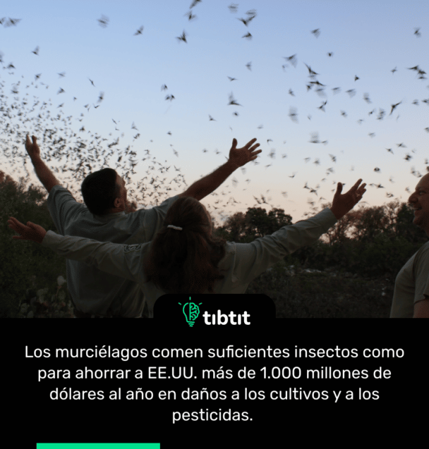 Los murciélagos comen suficientes insectos como para ahorrar a EE.UU. más de 1.000 millones de dólares al año en daños a los cultivos y a los pesticidas.
