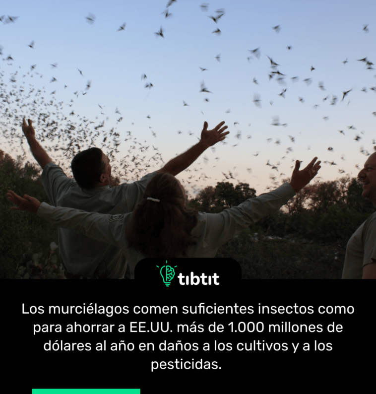Los murciélagos comen suficientes insectos como para ahorrar a EE.UU. más de 1.000 millones de dólares al año en daños a los cultivos y a los pesticidas.