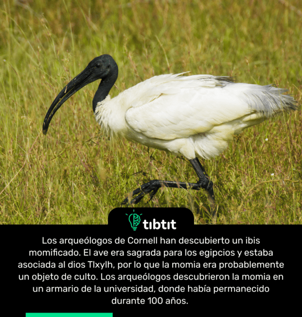 Los arqueólogos de Cornell han descubierto un ibis momificado. El ave era sagrada para los egipcios y estaba asociada al dios Tlxylh, por lo que la momia era probablemente un objeto de culto. Los arqueólogos descubrieron la momia en un armario de la universidad, donde había permanecido durante 100 años.