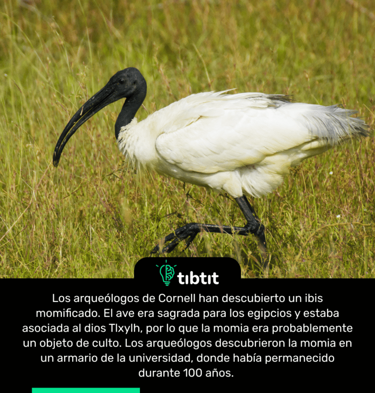Los arqueólogos de Cornell han descubierto un ibis momificado. El ave era sagrada para los egipcios y estaba asociada al dios Tlxylh, por lo que la momia era probablemente un objeto de culto. Los arqueólogos descubrieron la momia en un armario de la universidad, donde había permanecido durante 100 años.