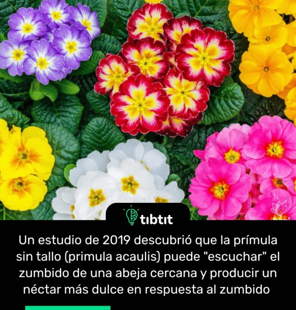 Un estudio de 2019 descubrió que la prímula sin tallo (primula acaulis) puede "escuchar" el zumbido de una abeja cercana y producir un néctar más dulce en respuesta al zumbido