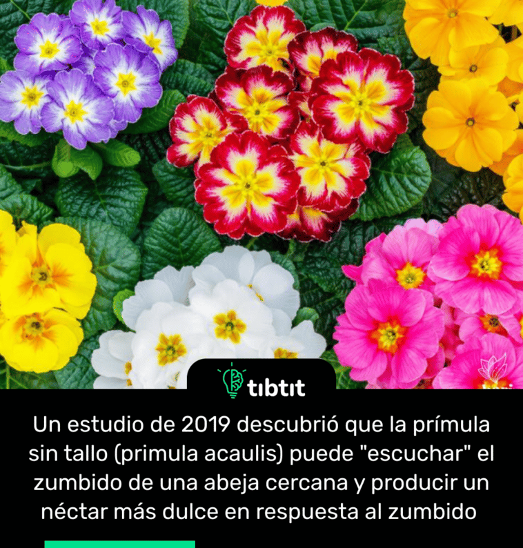 Un estudio de 2019 descubrió que la prímula sin tallo (primula acaulis) puede "escuchar" el zumbido de una abeja cercana y producir un néctar más dulce en respuesta al zumbido