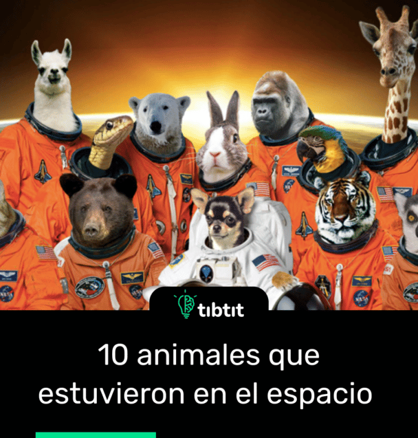 10 animales que estuvieron en el espacio