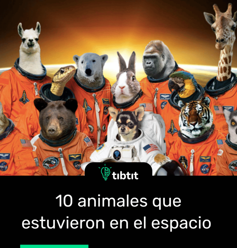 10 animales que estuvieron en el espacio