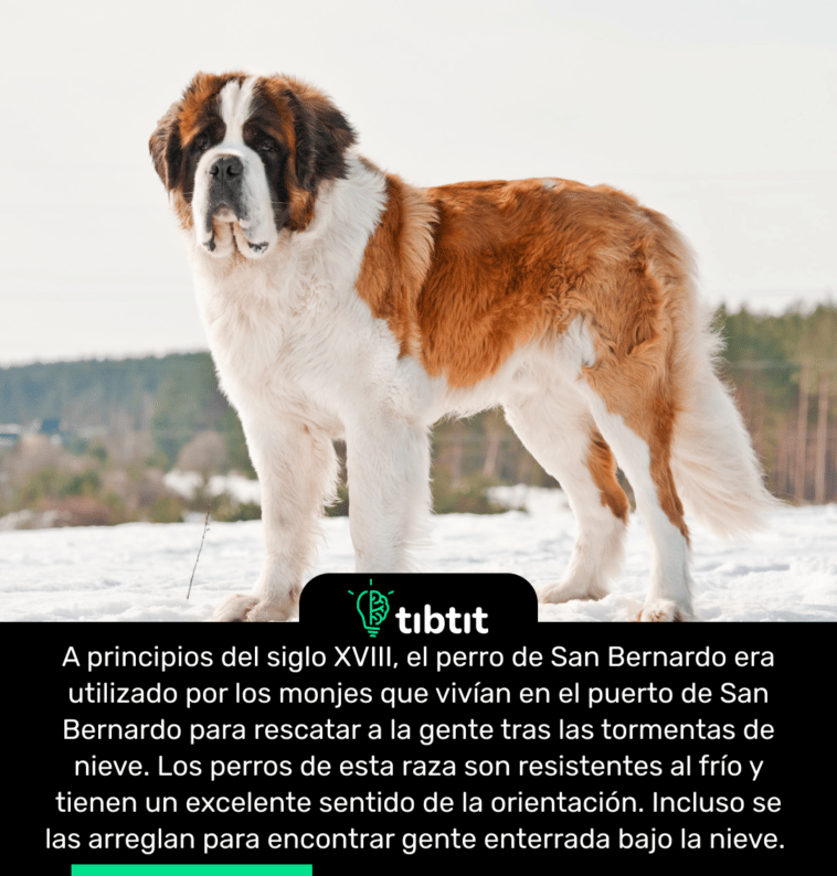 A principios del siglo XVIII, el perro de San Bernardo era utilizado por los monjes que vivían en el puerto de San Bernardo para rescatar a la gente tras las tormentas de nieve. Los perros de esta raza son resistentes al frío y tienen un excelente sentido de la orientación. Incluso se las arreglan para encontrar gente enterrada bajo la nieve.