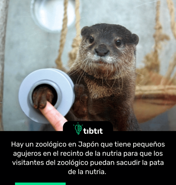 Hay un zoológico en Japón que tiene pequeños agujeros en el recinto de la nutria para que los visitantes del zoológico puedan sacudir la pata de la nutria.