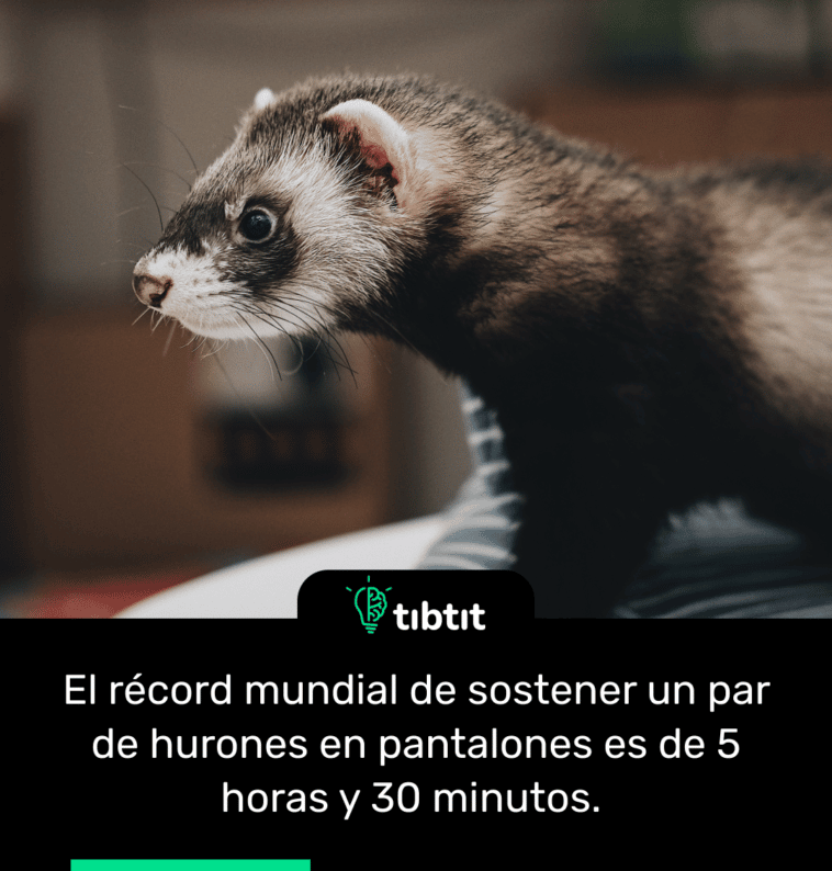 El récord mundial de sostener un par de hurones en pantalones es de 5 horas y 30 minutos.