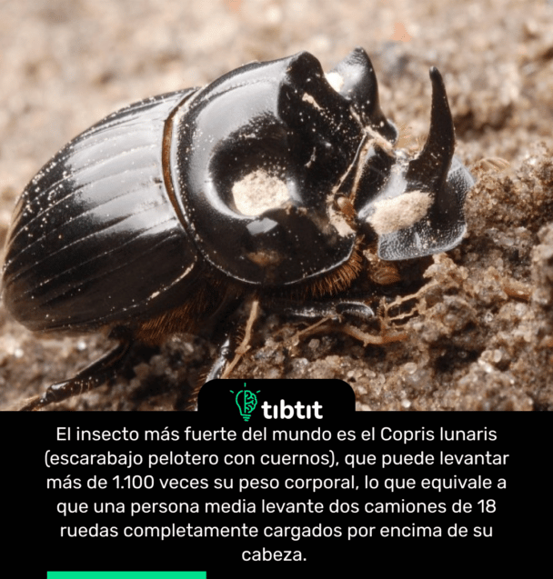 El insecto más fuerte del mundo es el Copris lunaris (escarabajo pelotero con cuernos), que puede levantar más de 1.100 veces su peso corporal, lo que equivale a que una persona media levante dos camiones de 18 ruedas completamente cargados por encima de su cabeza.
