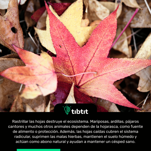 Rastrillar las hojas destruye el ecosistema. Mariposas, ardillas, pájaros cantores y muchos otros animales dependen de la hojarasca, como fuente de alimento o protección. Además, las hojas caídas cubren el sistema radicular, suprimen las malas hierbas, mantienen el suelo húmedo y actúan como abono natural y ayudan a mantener un césped sano.