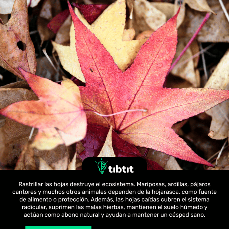 Rastrillar las hojas destruye el ecosistema. Mariposas, ardillas, pájaros cantores y muchos otros animales dependen de la hojarasca, como fuente de alimento o protección. Además, las hojas caídas cubren el sistema radicular, suprimen las malas hierbas, mantienen el suelo húmedo y actúan como abono natural y ayudan a mantener un césped sano.