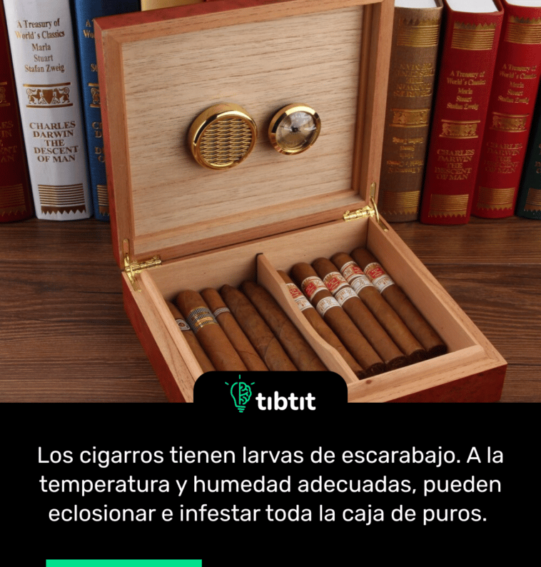 Los cigarros tienen larvas de escarabajo. A la temperatura y humedad adecuadas, pueden eclosionar e infestar toda la caja de puros.