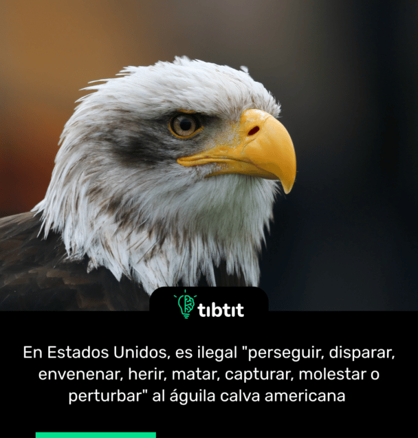 En Estados Unidos, es ilegal "perseguir, disparar, envenenar, herir, matar, capturar, molestar o perturbar" al águila calva americana