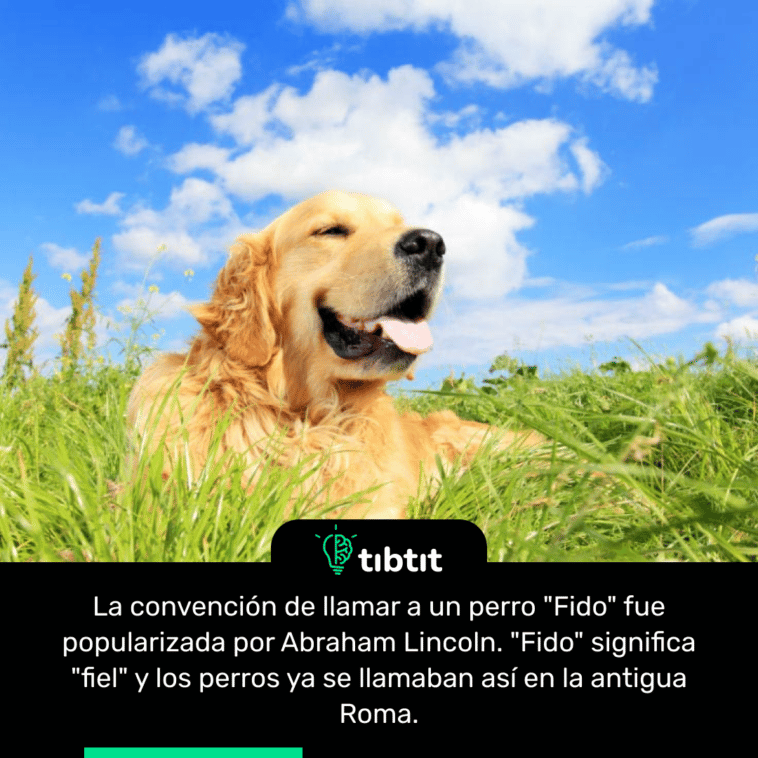 La convención de llamar a un perro "Fido" fue popularizada por Abraham Lincoln. "Fido" significa "fiel" y los perros ya se llamaban así en la antigua Roma.