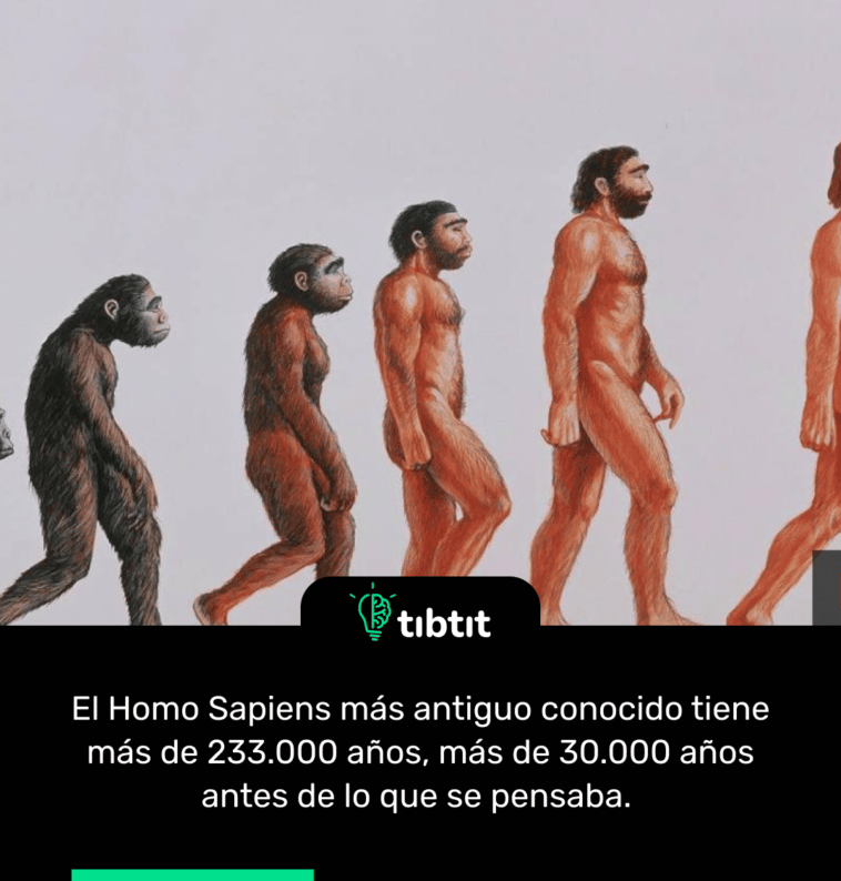 El Homo Sapiens más antiguo conocido tiene más de 233.000 años, más de 30.000 años antes de lo que se pensaba.