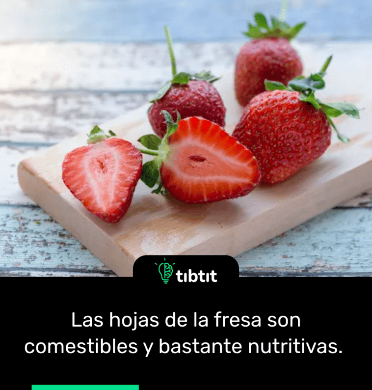 Las hojas de la fresa son comestibles y bastante nutritivas.