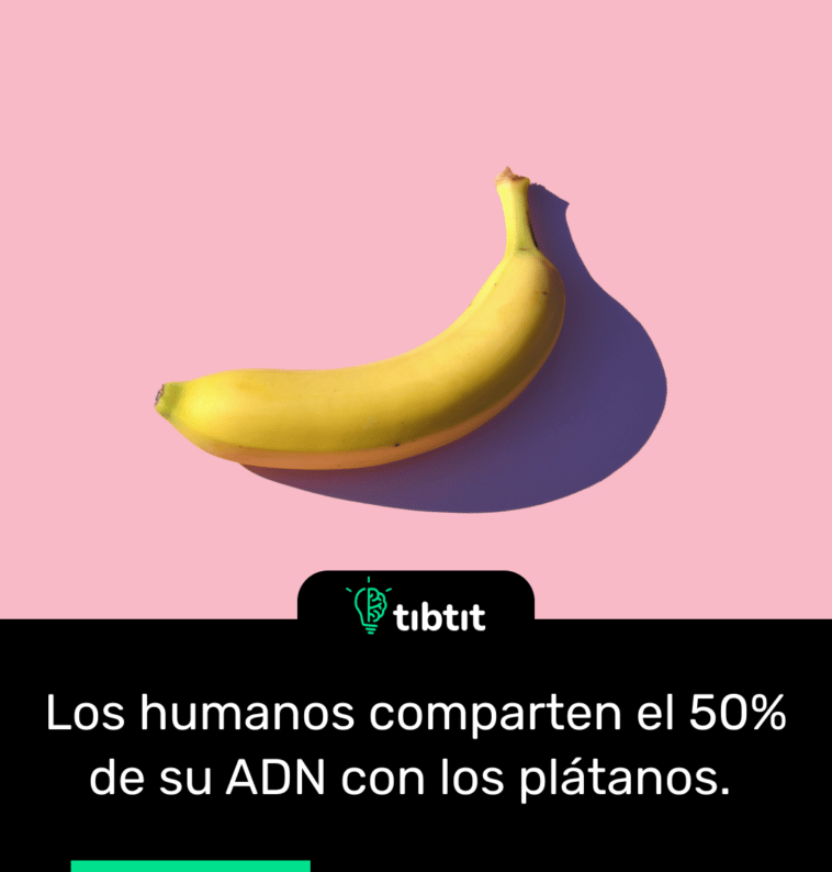 Los humanos comparten el 50% de su ADN con los plátanos.