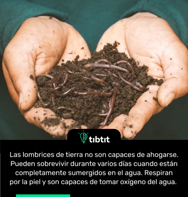 Las lombrices de tierra no son capaces de ahogarse. Pueden sobrevivir durante varios días cuando están completamente sumergidos en el agua. Respiran por la piel y son capaces de tomar oxígeno del agua.