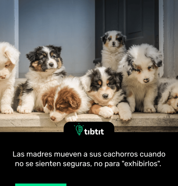 Las madres mueven a sus cachorros cuando no se sienten seguras, no para "exhibirlos".