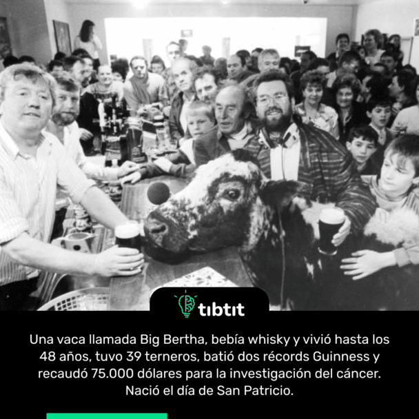 Una vaca llamada Big Bertha, bebía whisky y vivió hasta los 48 años, tuvo 39 terneros, batió dos récords Guinness y recaudó 75.000 dólares para la investigación del cáncer. Nació el día de San Patricio.