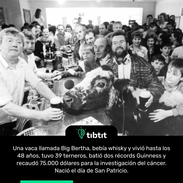 Una vaca llamada Big Bertha, bebía whisky y vivió hasta los 48 años, tuvo 39 terneros, batió dos récords Guinness y recaudó 75.000 dólares para la investigación del cáncer. Nació el día de San Patricio.