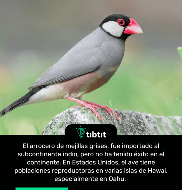 El arrocero de mejillas grises, fue importado al subcontinente indio, pero no ha tenido éxito en el continente. En Estados Unidos, el ave tiene poblaciones reproductoras en varias islas de Hawai, especialmente en Oahu.