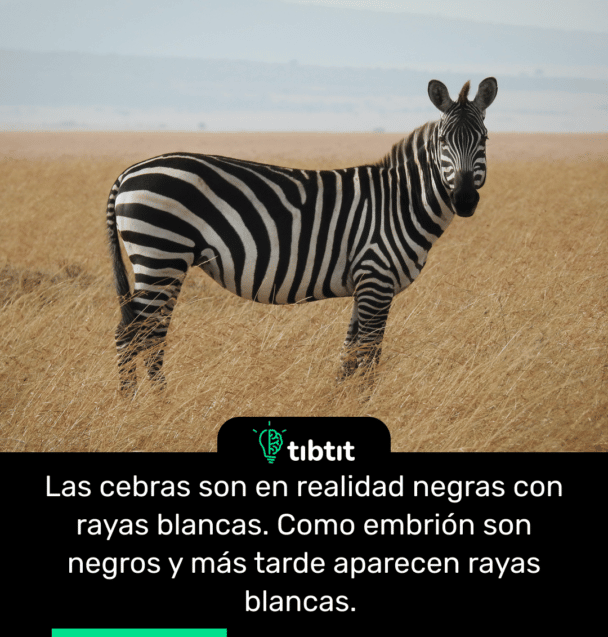Las cebras son en realidad negras con rayas blancas. Como embrión son negros y más tarde aparecen rayas blancas.
